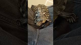 chota sa vlog 😂 #turtle #exotic #pets #aquarium #funnyeffect #funnypets #funny