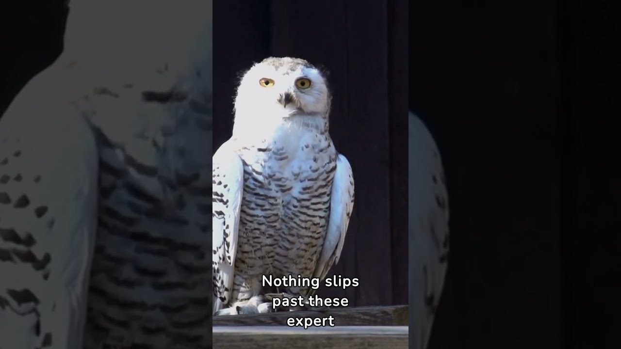 Wings of Winter: The Snowy White Owl Unveiled | A Visual of Arctic Elegance with Great Photography