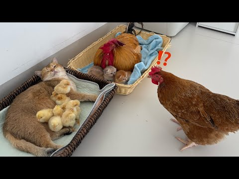 Cross-species "Parenting Exchange": Roosters and cats help each other raise babies|hen is surprised!