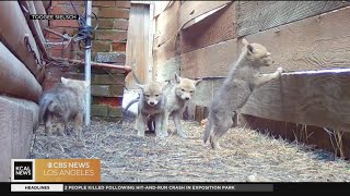 Coyote pups caught on camera in Lake Tahoe crawlspace