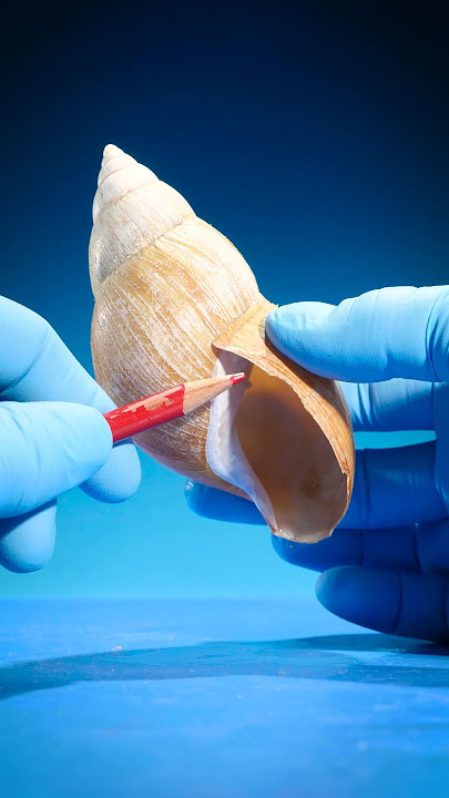 How Do Snails Grow Their Shells?