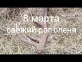 Свежий рог оленя (8 марта)