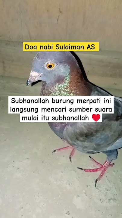 burung merpati ini langsung jinak ketika dengar doa nabi Sulaiman AS #doa #shortvideo #subscribe