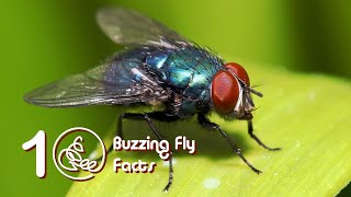10 Buzzing Fly Facts