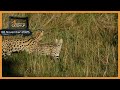 Caracal Hunt And Serval Kitten SafariLIVE Catch Up 06 November 2025