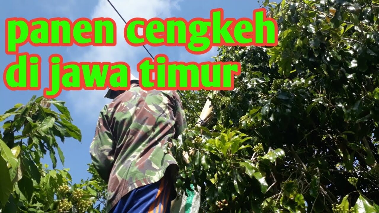 CARA PANEN CENGKEH DI DAERAH JAWA TIMUR YouTube CARA PANEN CENGKEH DI DAERAH JAWA TIMUR YouTube