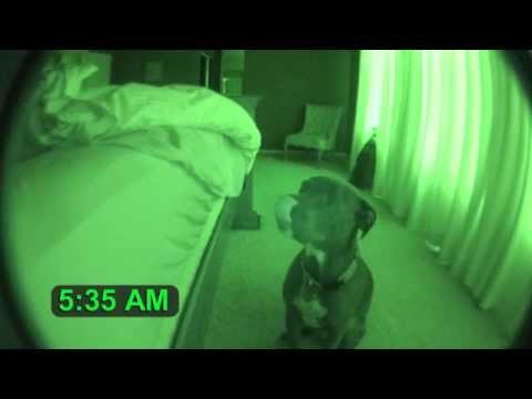 Pitbull Alarm Clock with Snooze Feature (cute dog)