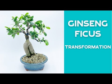 Make Ginseng Ficus into Real Bonsai