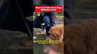 How to Train Your Dog Without Using Food