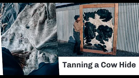 Tanning a Cow Hide