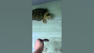 Adult vs Baby Alligator Snapping Turtle