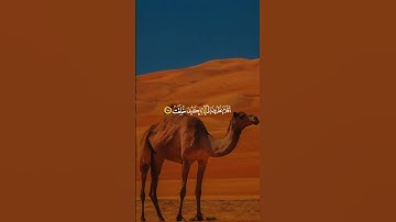 القرآن الكريم سورة الغاشية الآيات {17-18} بصوت الشيخ خالد الجليل 🥀🫀🎧