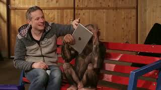 Chimpanzees React To iPad Magic