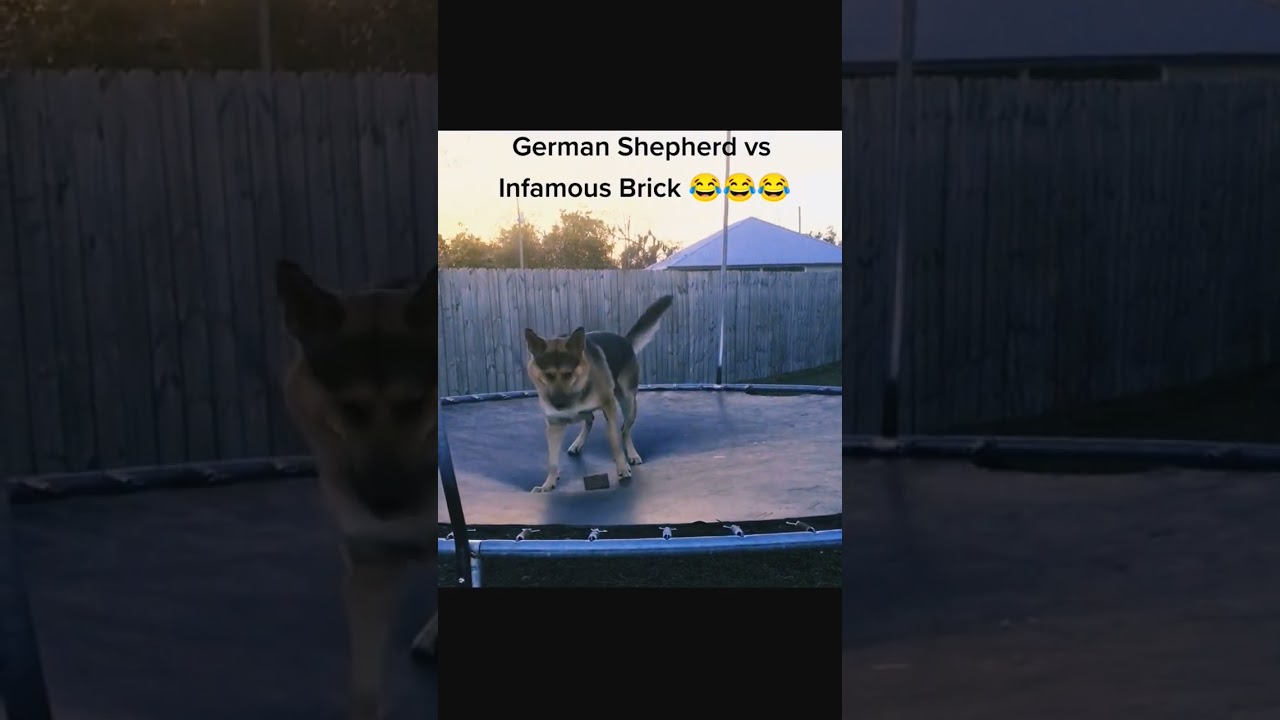 German Shepherd Vs Brick 😂😂😂 