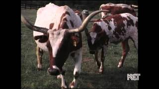 Saxony Farm | Kentucky Life | KET