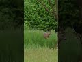 Srnjak #srndac #roedeer #deer