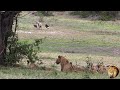 Brave Hyenas And Vultures Steal From Lion Pride