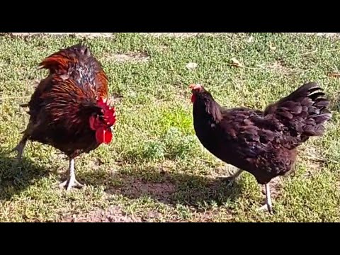 Why does the hen prefer the Blue Rooster?