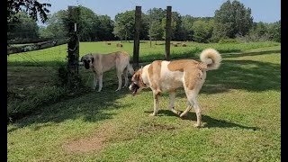 Anatolian Shepherds  GPS collars for Livestock Guardian Dogs