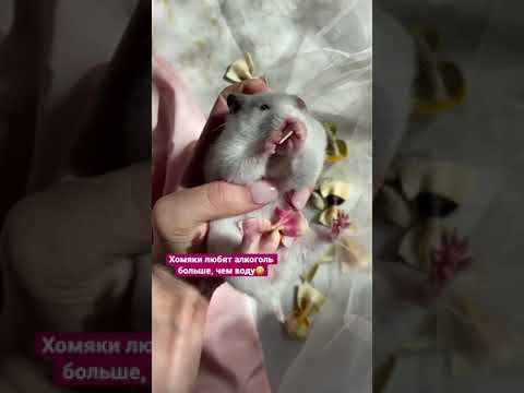 Интересные факты о животных: хомяк