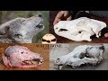 HOW TO CLEAN WOLF SKULL “GRAPHIC”