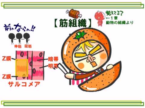 生物アニメ４章３話 筋肉の仕組み By Web玉塾 Youtube