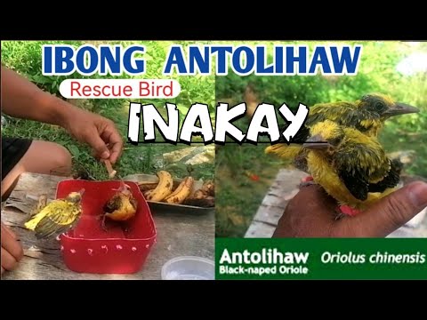 INAKAY NG IBONG ANTOLIHAW nahulog sa pugad. oriolus chinensis #rescuebird 