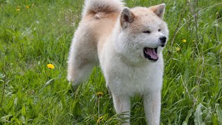 How to Care for Your Akita: Essential Vet Visits and Preventive Care
