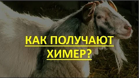 20. Как получают химер?