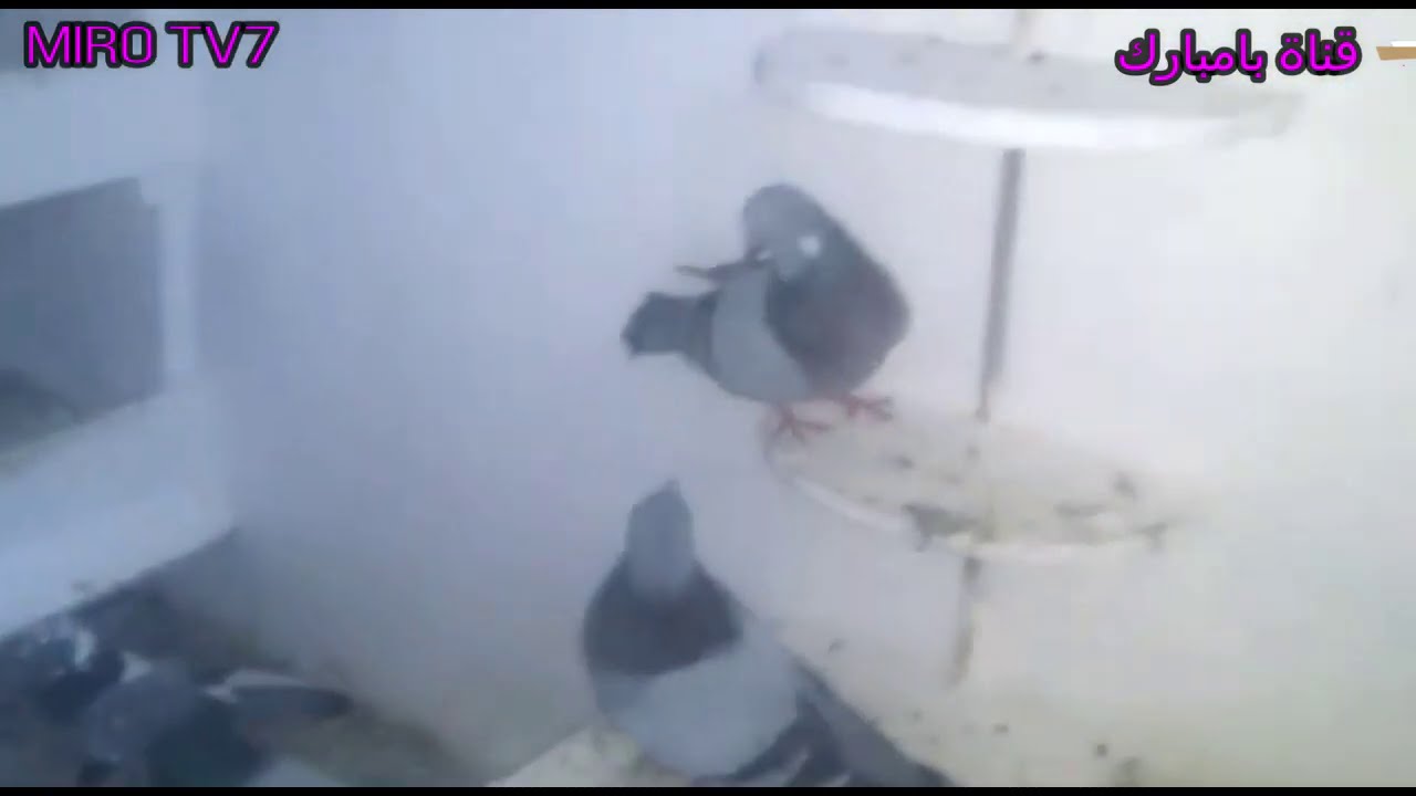 حمام الفعل وسبل تحسينه