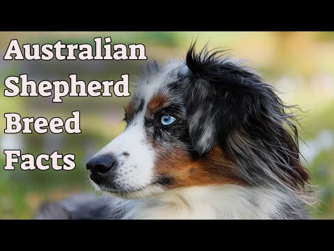 فيديو: كيفية رعاية معطف من استراليا الكلب
