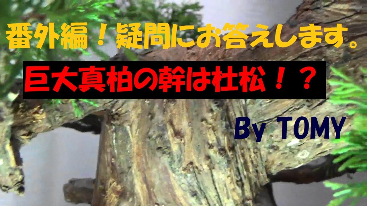 盆栽】番外編！巨大真柏の幹は杜松！？ - YouTube