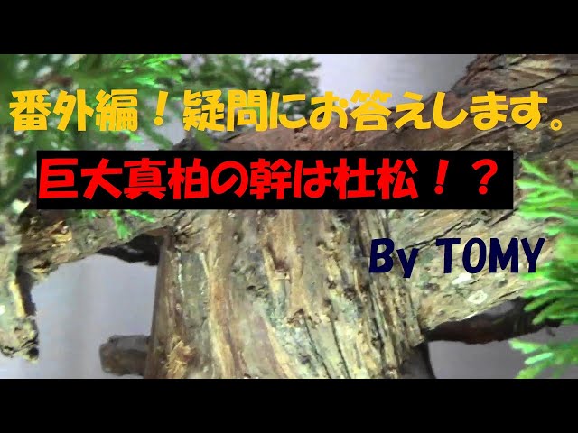 盆栽】番外編！巨大真柏の幹は杜松！？ - YouTube