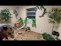 Creating my opossum habitat