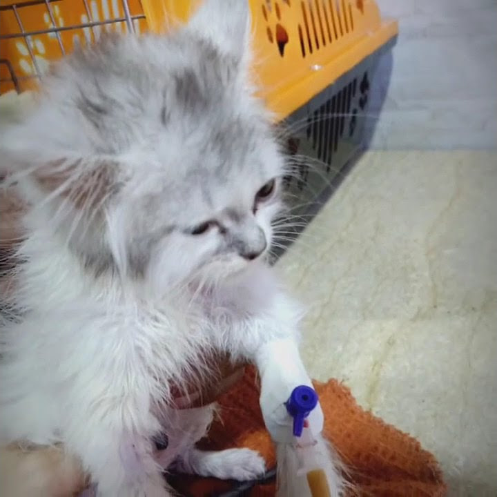 Baby Cats - Cute and Funny Cat Videos Compilation  Animals.          #JANNA_Sega