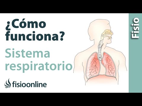 Video: Cómo Funcionan Los Pulmones Humanos