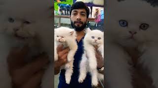 Persian cat triple coat | Tollinton market Lahore | Persian cat blue eyes | Cat shop  03248420892