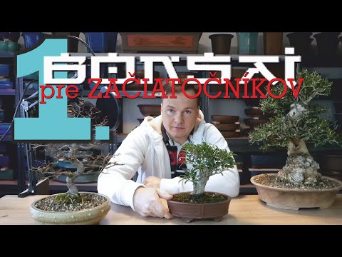 Video: Čo je to bonsaj? Ako pestovať miniatúrny strom doma?