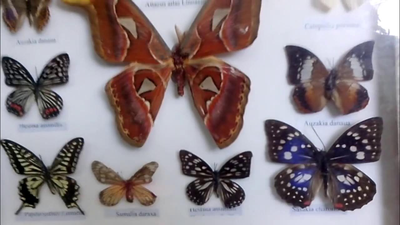 Выставка бабочек и пауков тула рио. Выставка бабочек в Ульяновске. Выставка бабочек Уфа. Выставка бабочек Рязань. Выставка бабочек и динозавров.