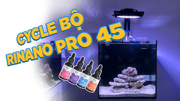 Tập 2 - Setup bể chơi cá cảnh biển và san hô với bộ hồ RINANO AIO 45 PRO