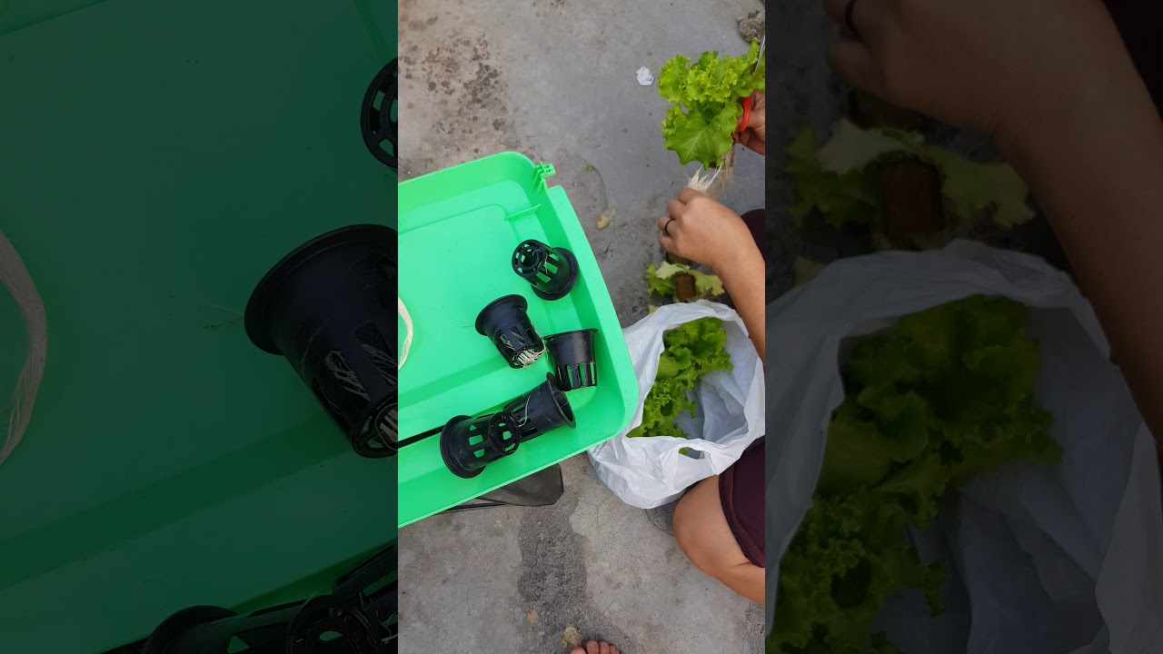 iHidroponik Toweri YouTube iHidroponik Toweri YouTube