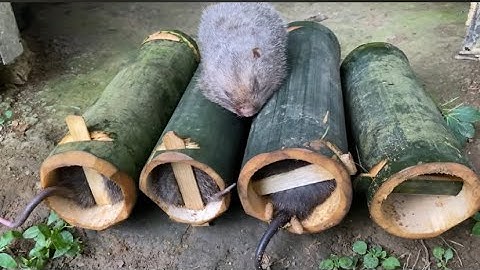 Nghỉ mấy hôm theo chị em đi rừng gạp toàn dúi khủng |Rừng núi Bắc Kạn