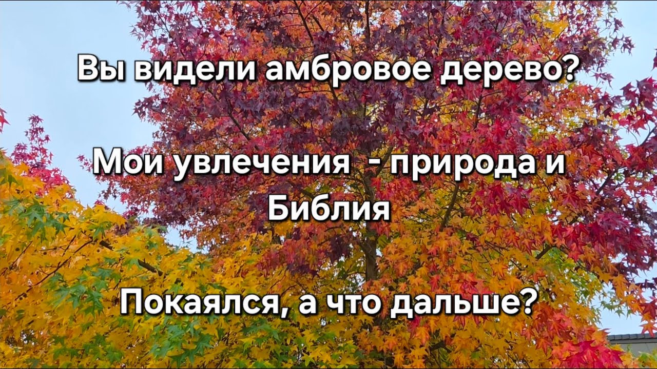 Амбровое дерево. Что важно знать что бы  иметь реальные изменения после покаяния.