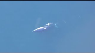 Grey Whales from 500 Feet