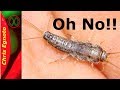 Learn Something About Silverfish!