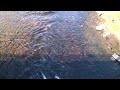 A group of Large salmon Filmed useing 30mm Polarizing Filter Kit