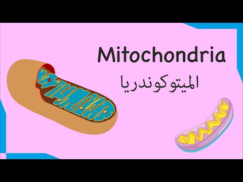 #7 Mitochondria الميتوكوندريا | Biology