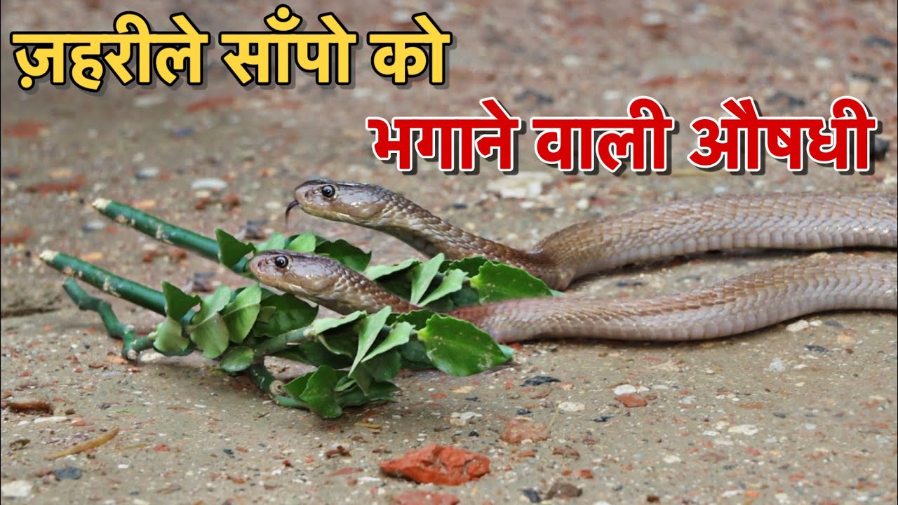 आखिरकार आज वो पौधा हाथ लग ही गया, जिसके इस्तेमाल से जहरीला सांप दूर भाग जाता है | देखे पूरी हकीकत!
