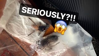 DO NOT EVER PACK TARANTULAs LIKE THIS !!! ~ Tarantula Unboxing GONE WRONG !!!