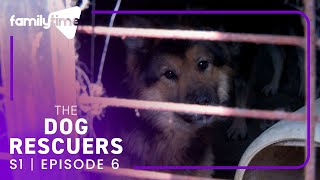 The Dog Rescuers | S1E6 | Home Alone